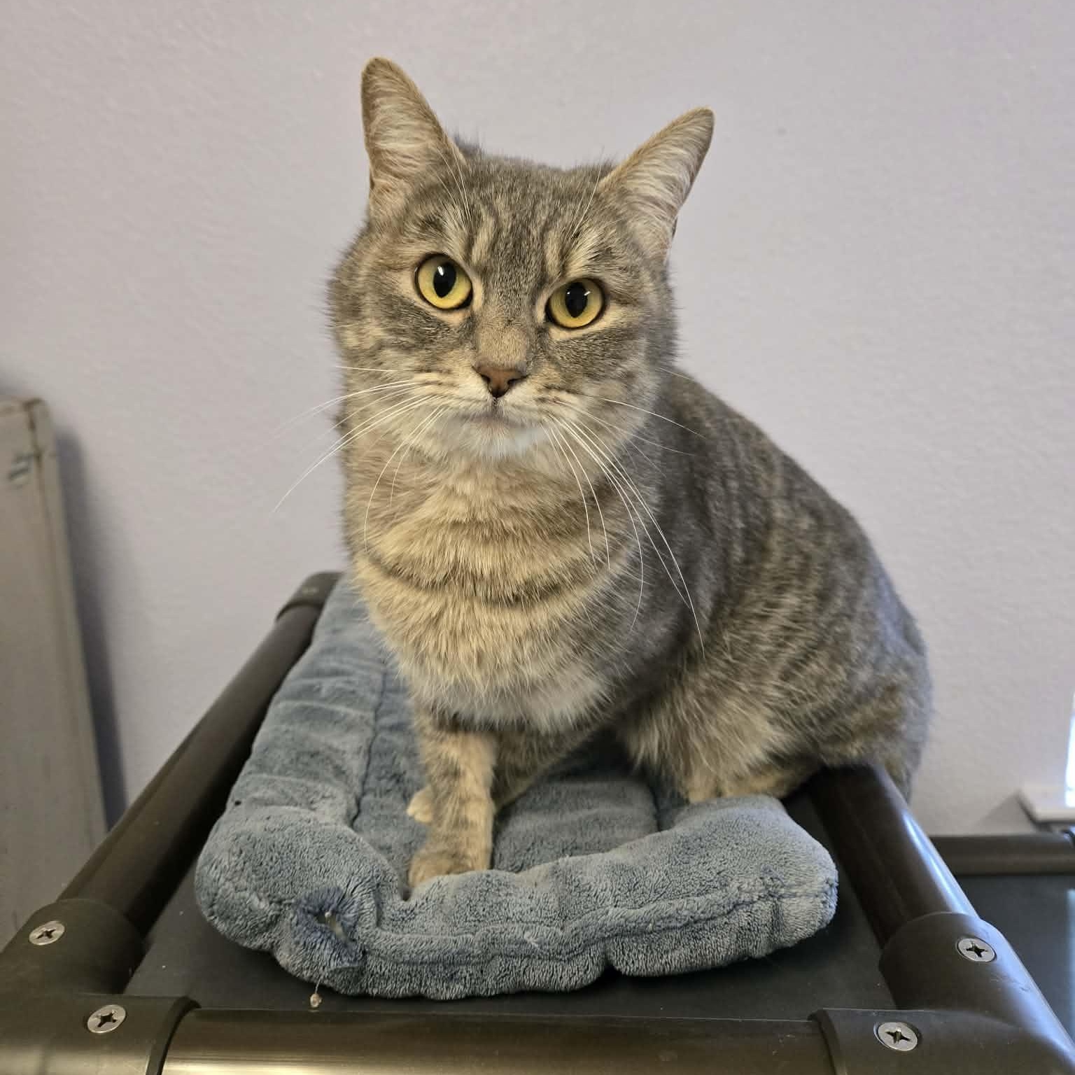 Misty, ADOPTABLE, Adult Female Domestic Short Hair.