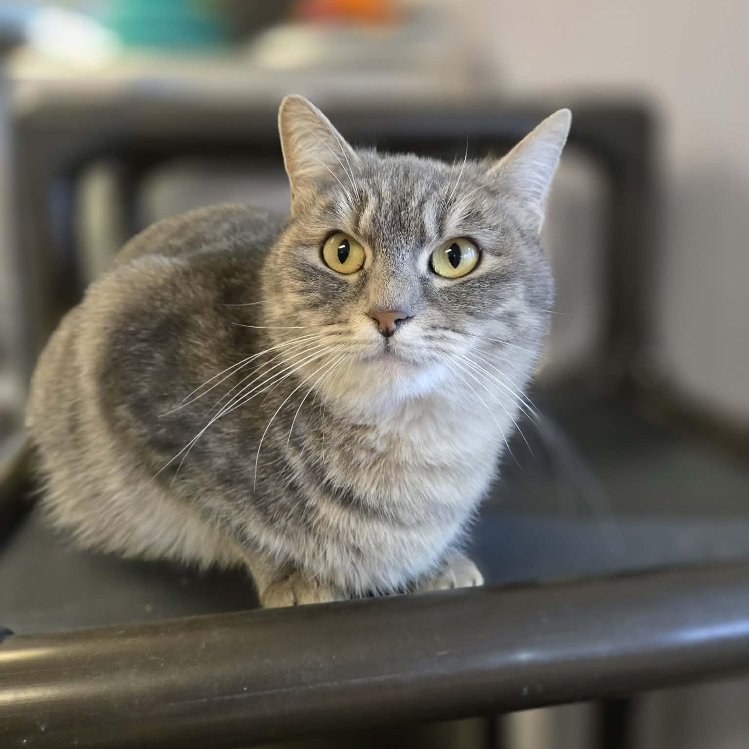 Enlarge Misty, a ADOPTABLE mixed breed in Weaverville, CA image 2/5