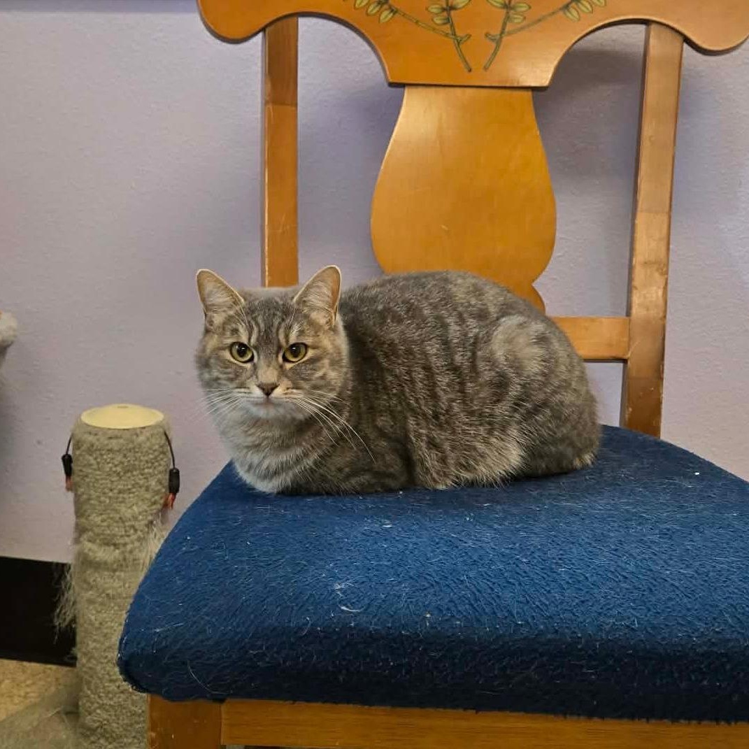 Enlarge Misty, a ADOPTABLE mixed breed in Weaverville, CA image 5/5