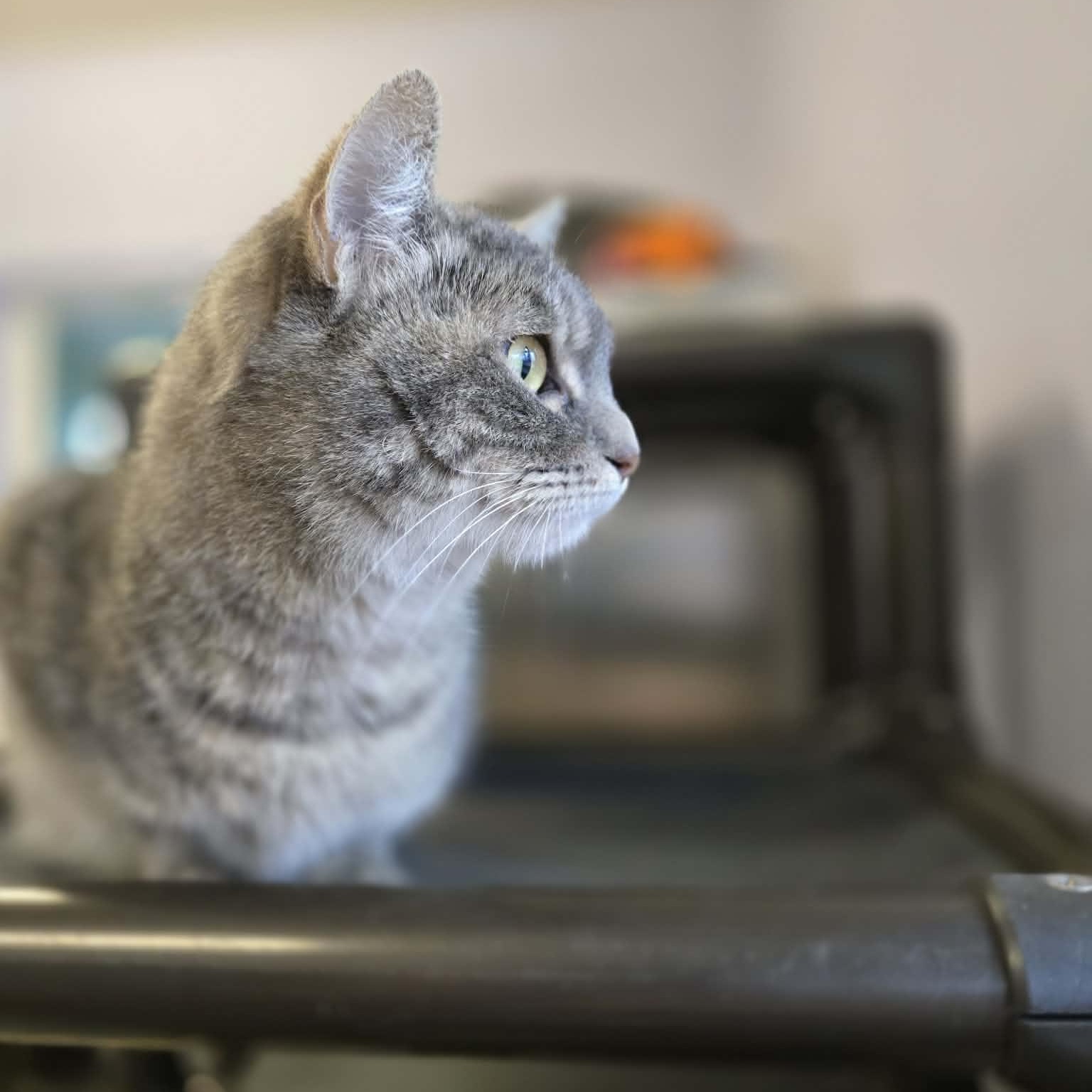 Enlarge Misty, a ADOPTABLE mixed breed in Weaverville, CA image 4/5