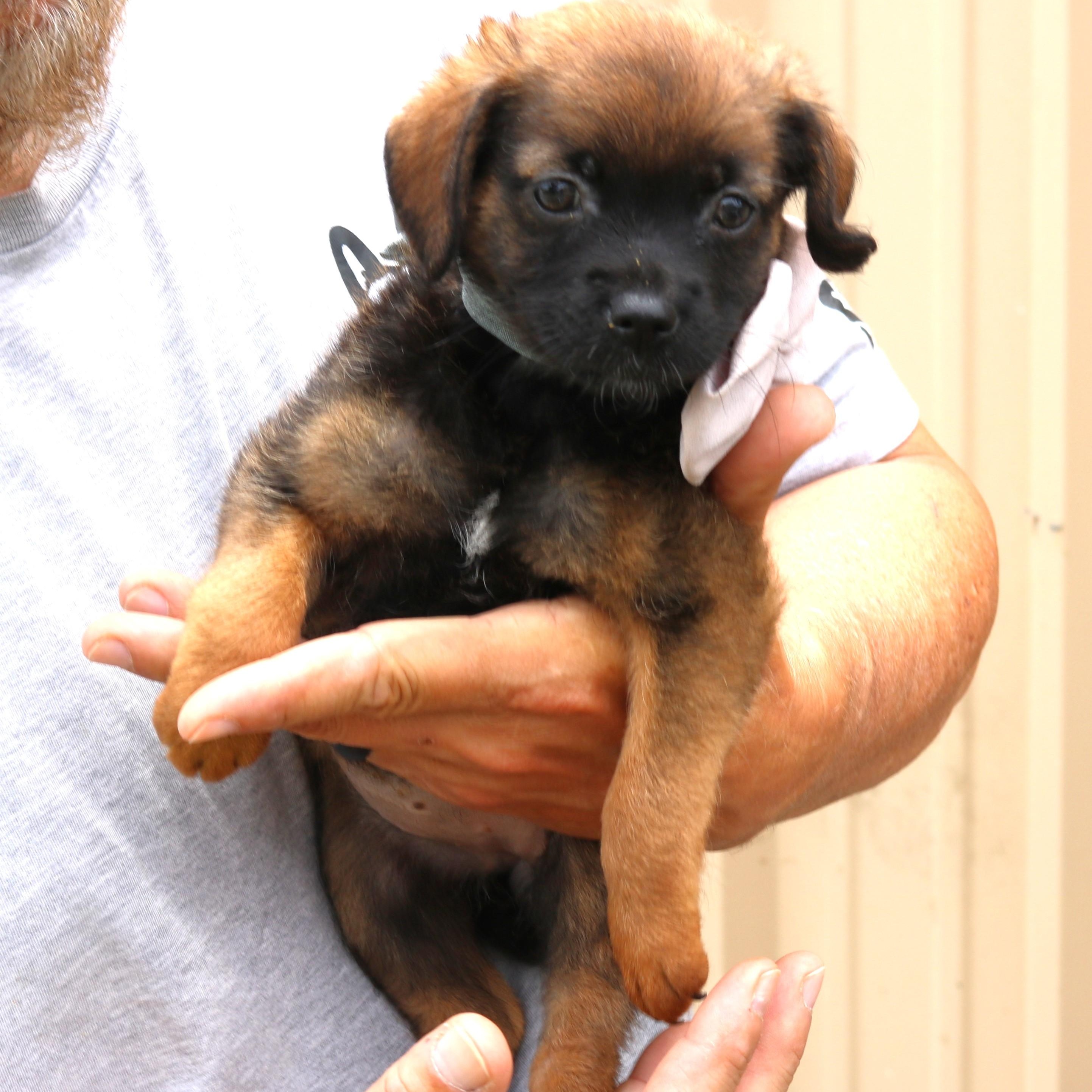 Enlarge Porsche, a ADOPTABLE mixed breed in Bandera, TX image 2/5