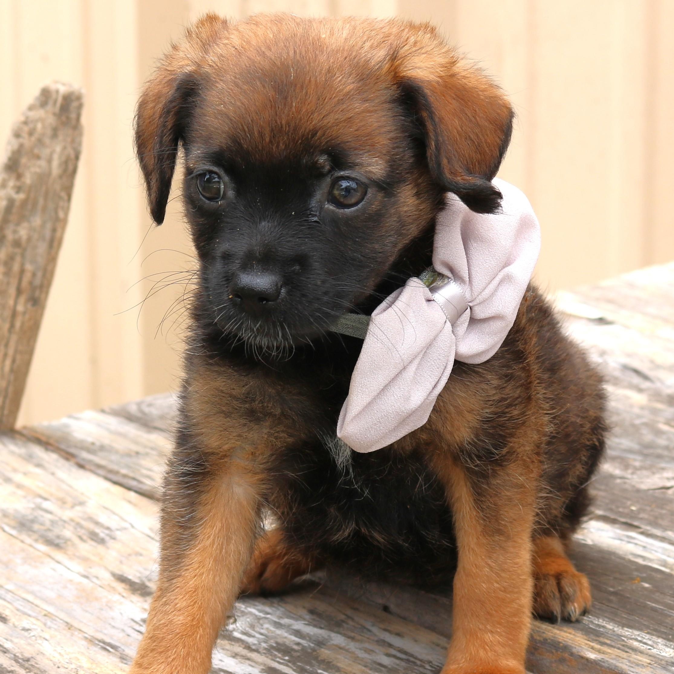 Enlarge Porsche, a ADOPTABLE mixed breed in Bandera, TX image 5/5