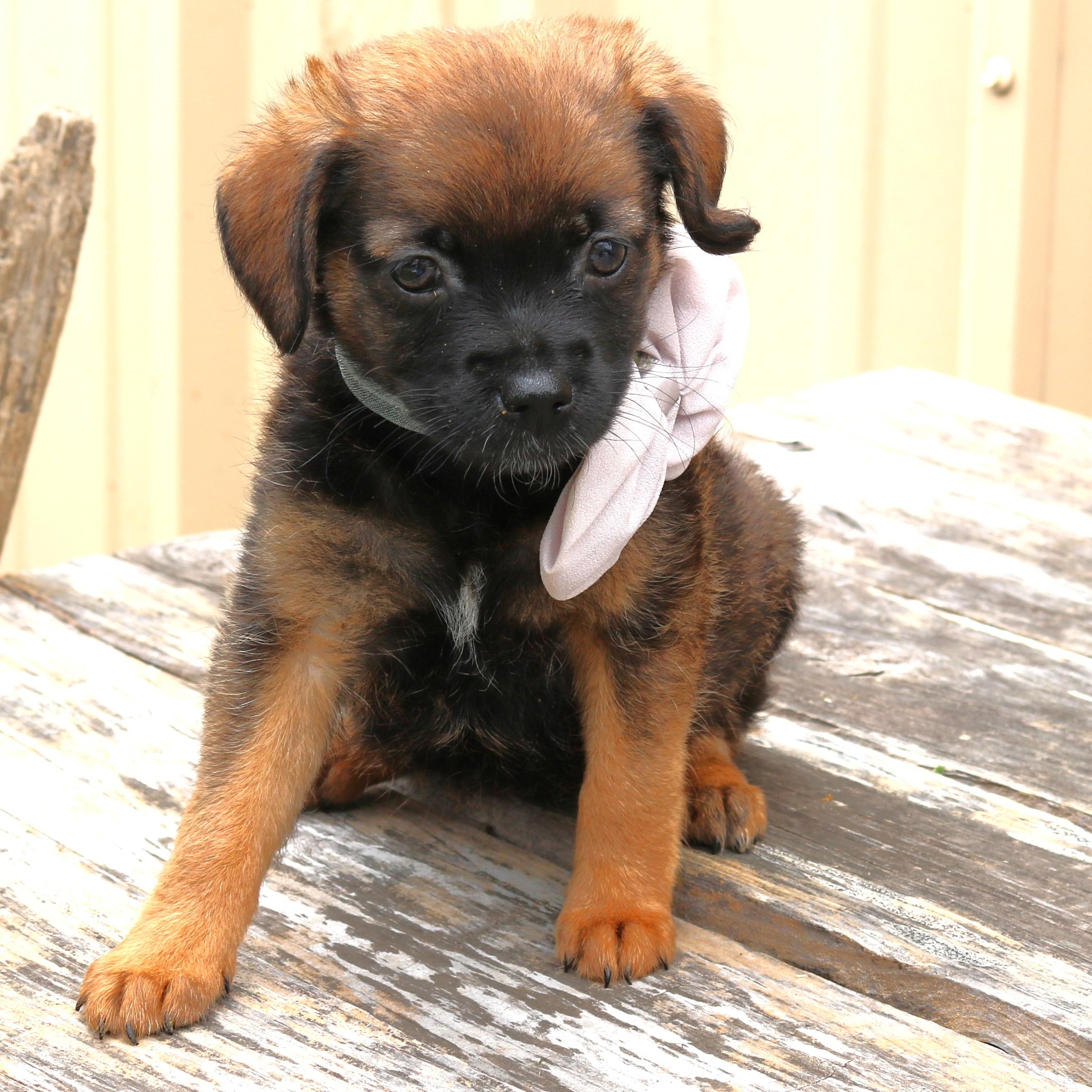 Enlarge Porsche, a ADOPTABLE mixed breed in Bandera, TX image 4/5