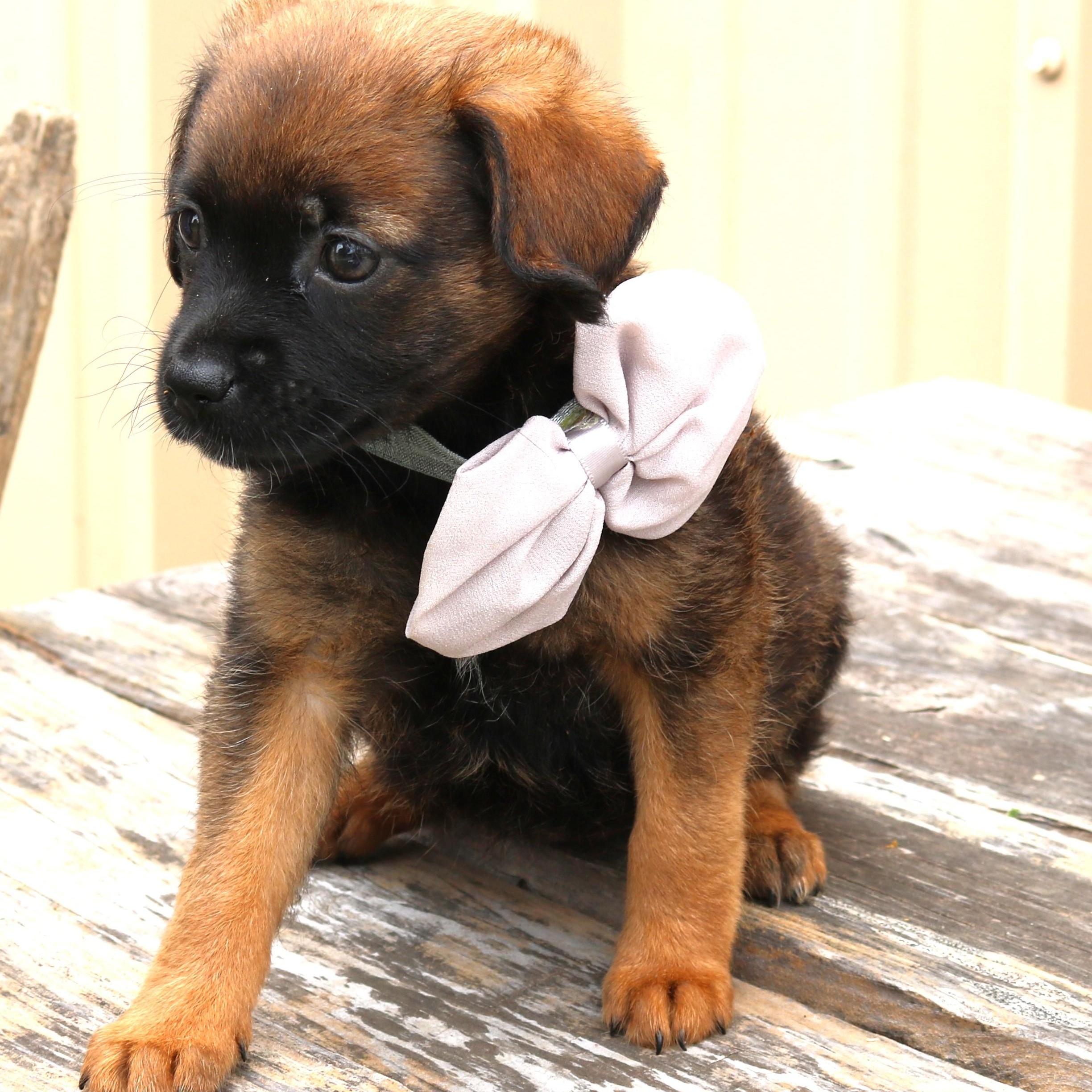 Enlarge Porsche, a ADOPTABLE mixed breed in Bandera, TX image 3/5