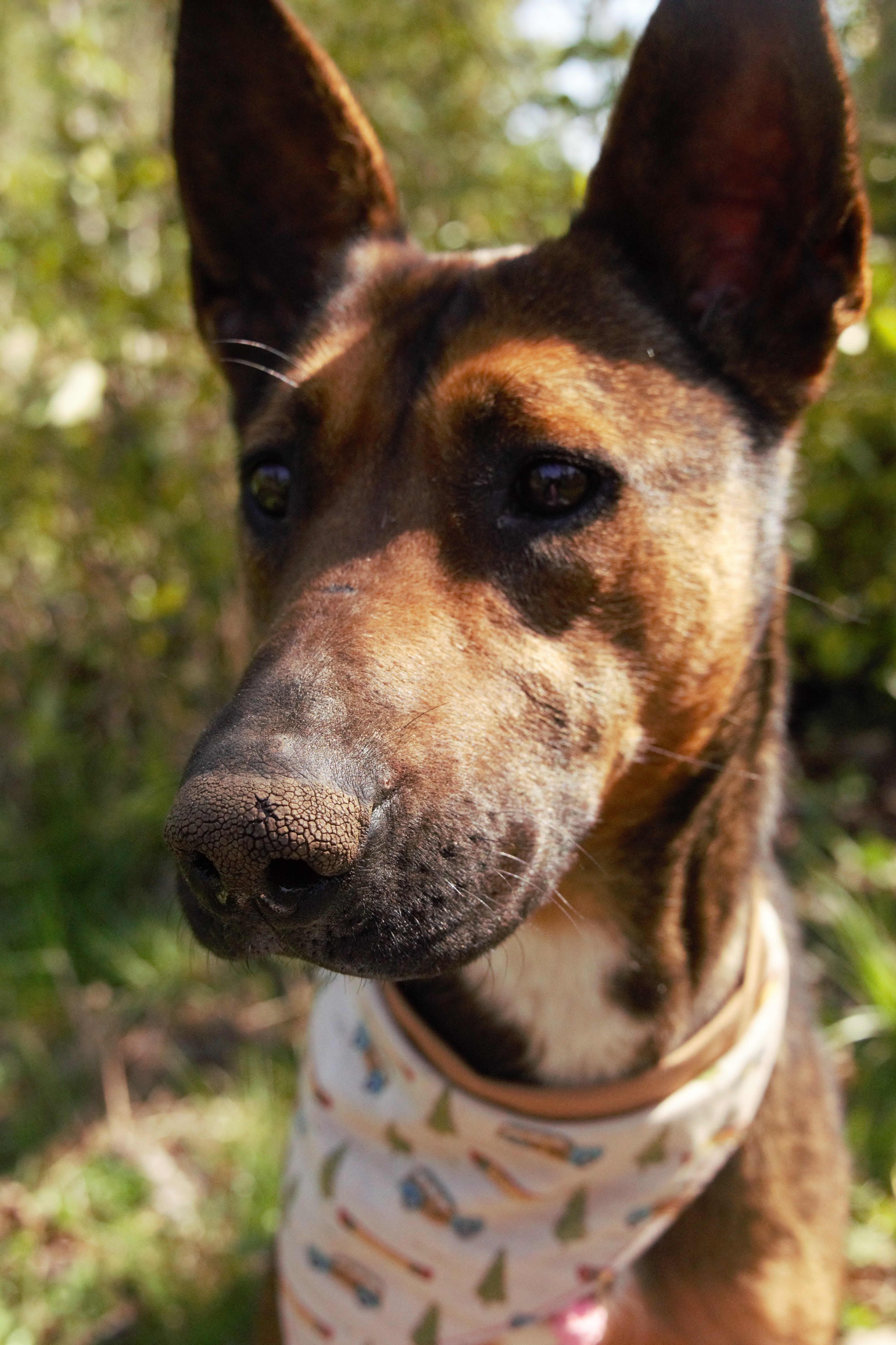 Enlarge Bella, a Adoptable mixed breed in Puyallup, WA image 6/6