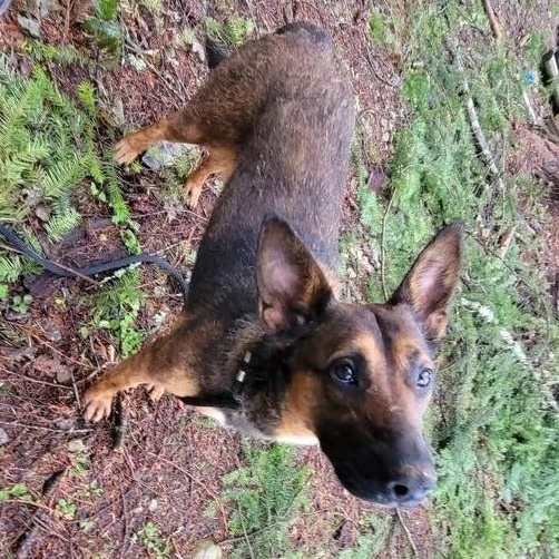 Enlarge Bella, a Adoptable mixed breed in Puyallup, WA image 4/6