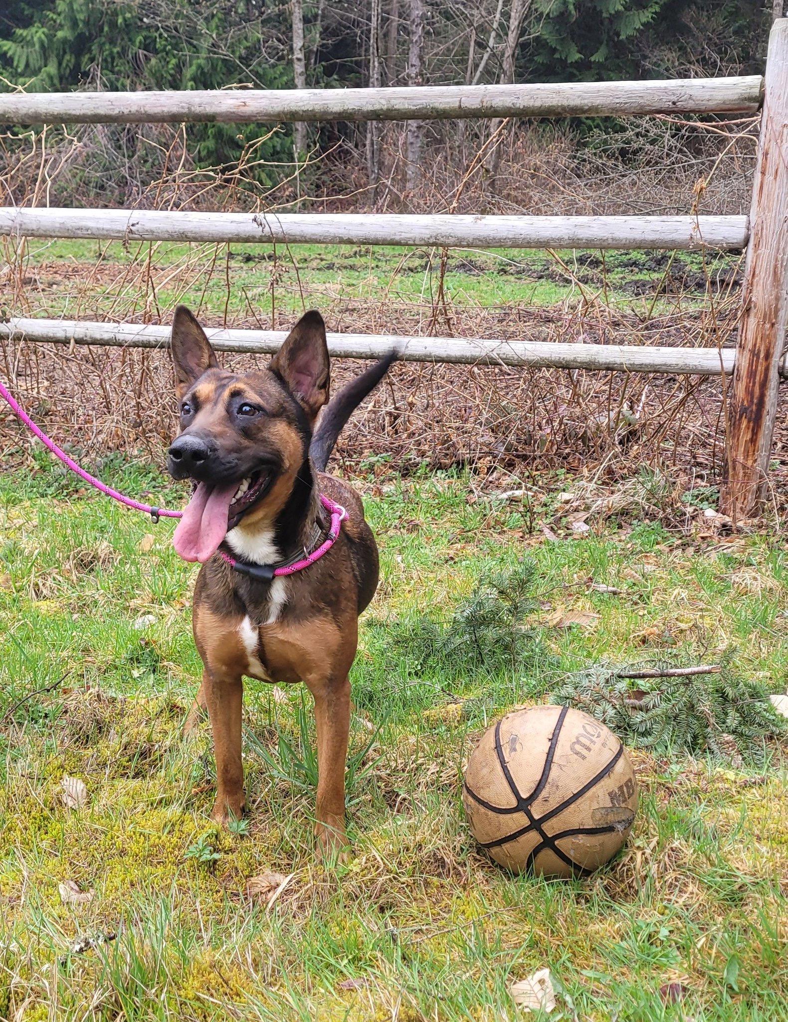 Bella, Adoptable, Adult Female German Shepherd Dog.