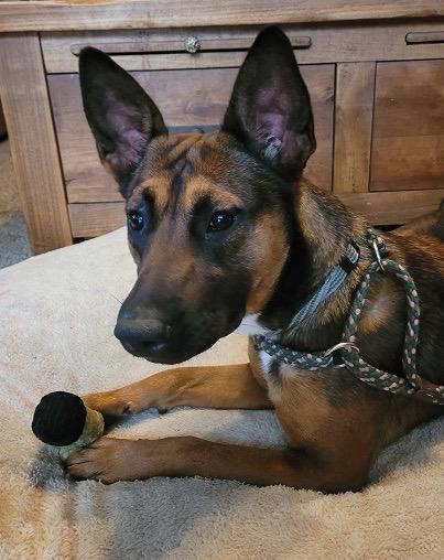 Enlarge Bella, a Adoptable mixed breed in Puyallup, WA image 2/6