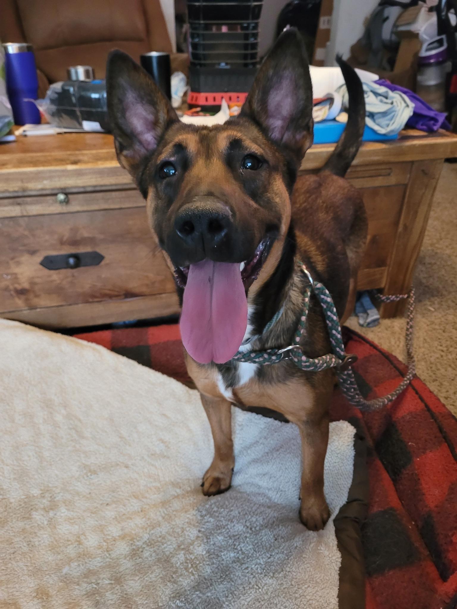 Enlarge Bella, a Adoptable mixed breed in Puyallup, WA image 3/6