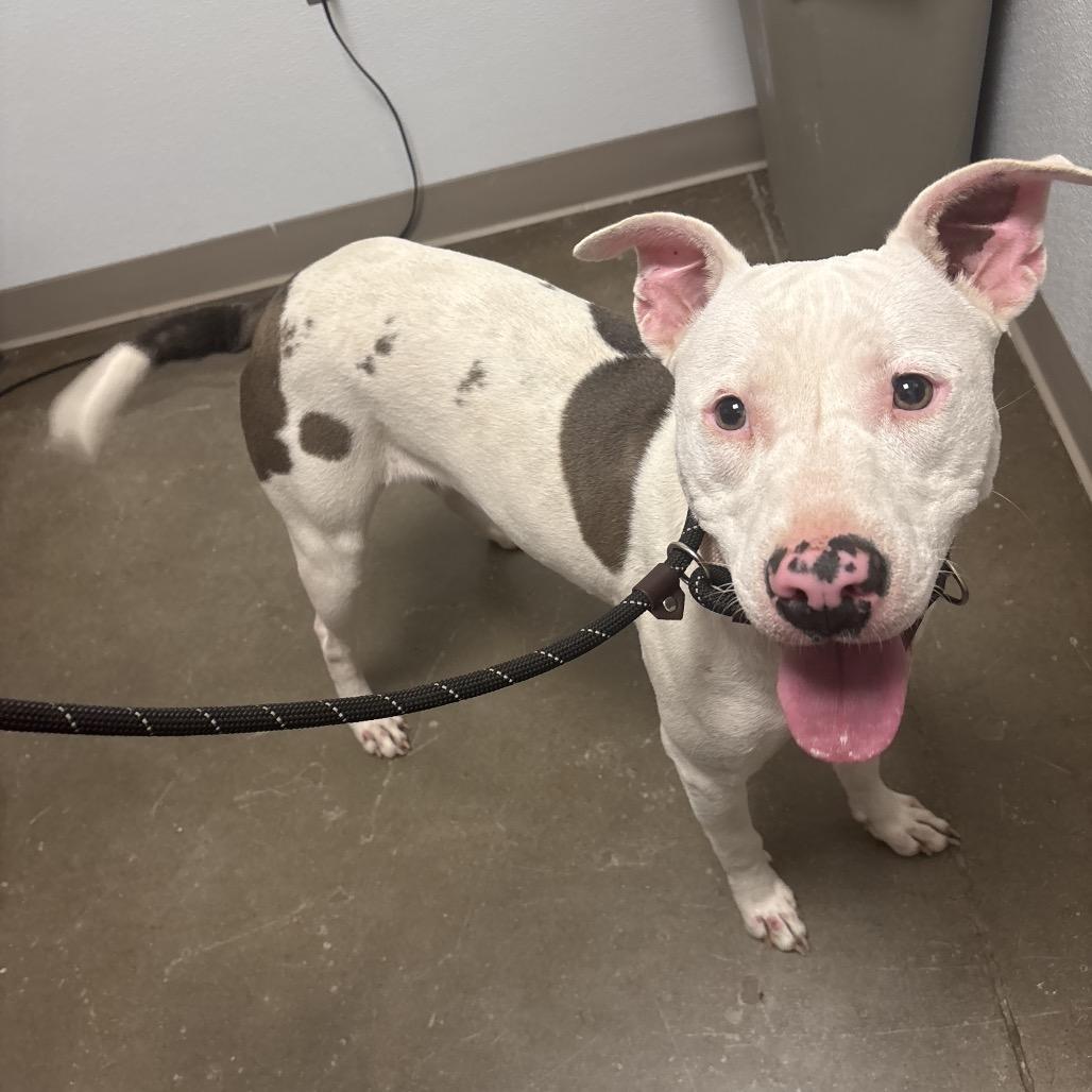 Delilah, Adoptable, Adult Female Pit Bull Terrier.