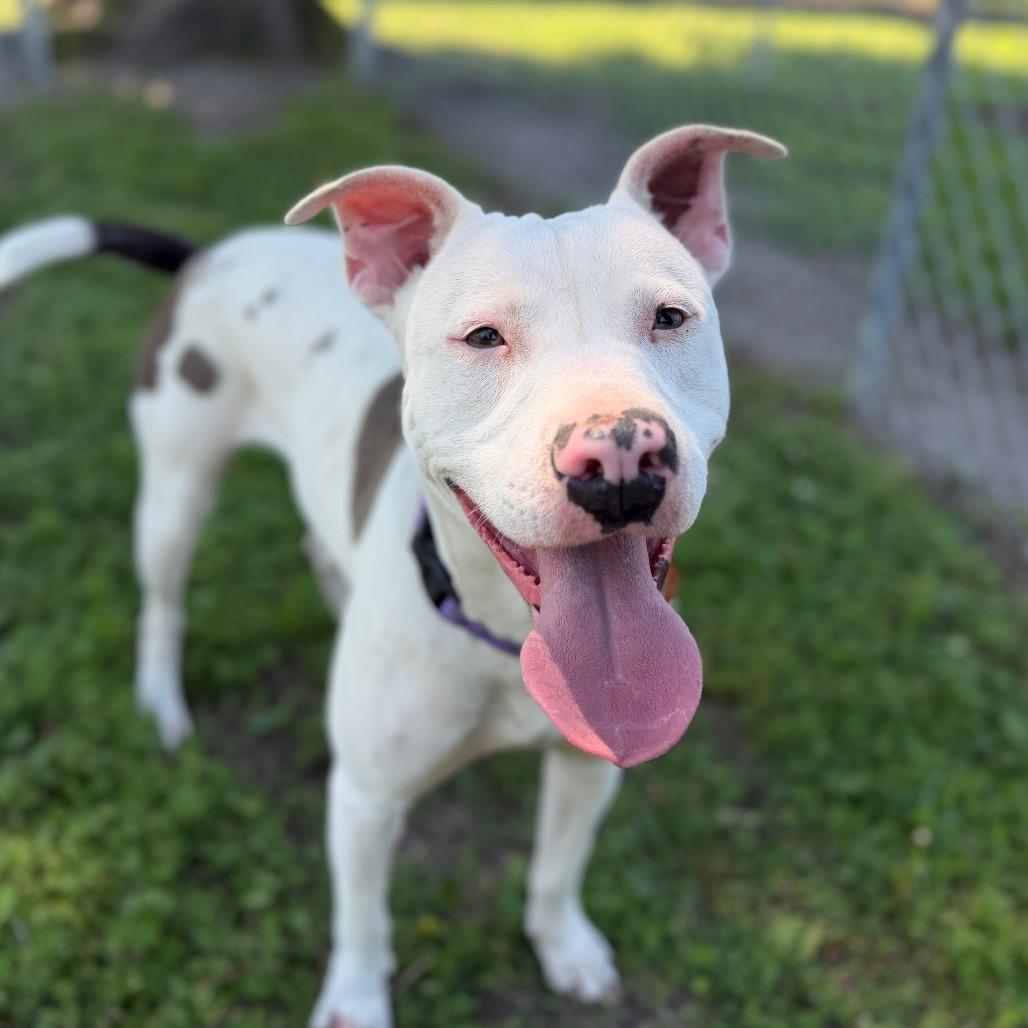 Enlarge Delilah, a Adoptable Pit Bull Terrier in Tulsa, OK image 1/6