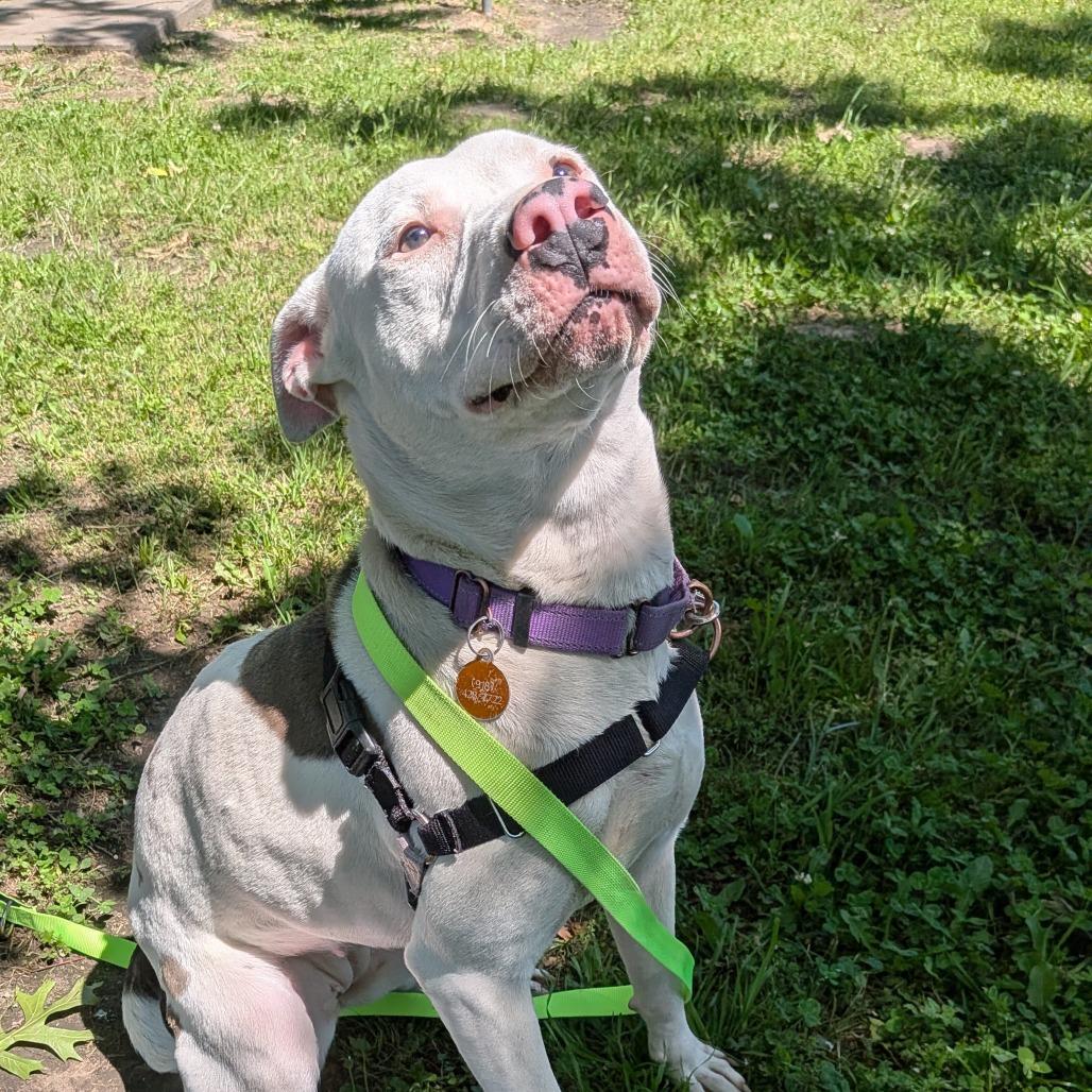 Enlarge Delilah, a Adoptable Pit Bull Terrier in Tulsa, OK image 2/6