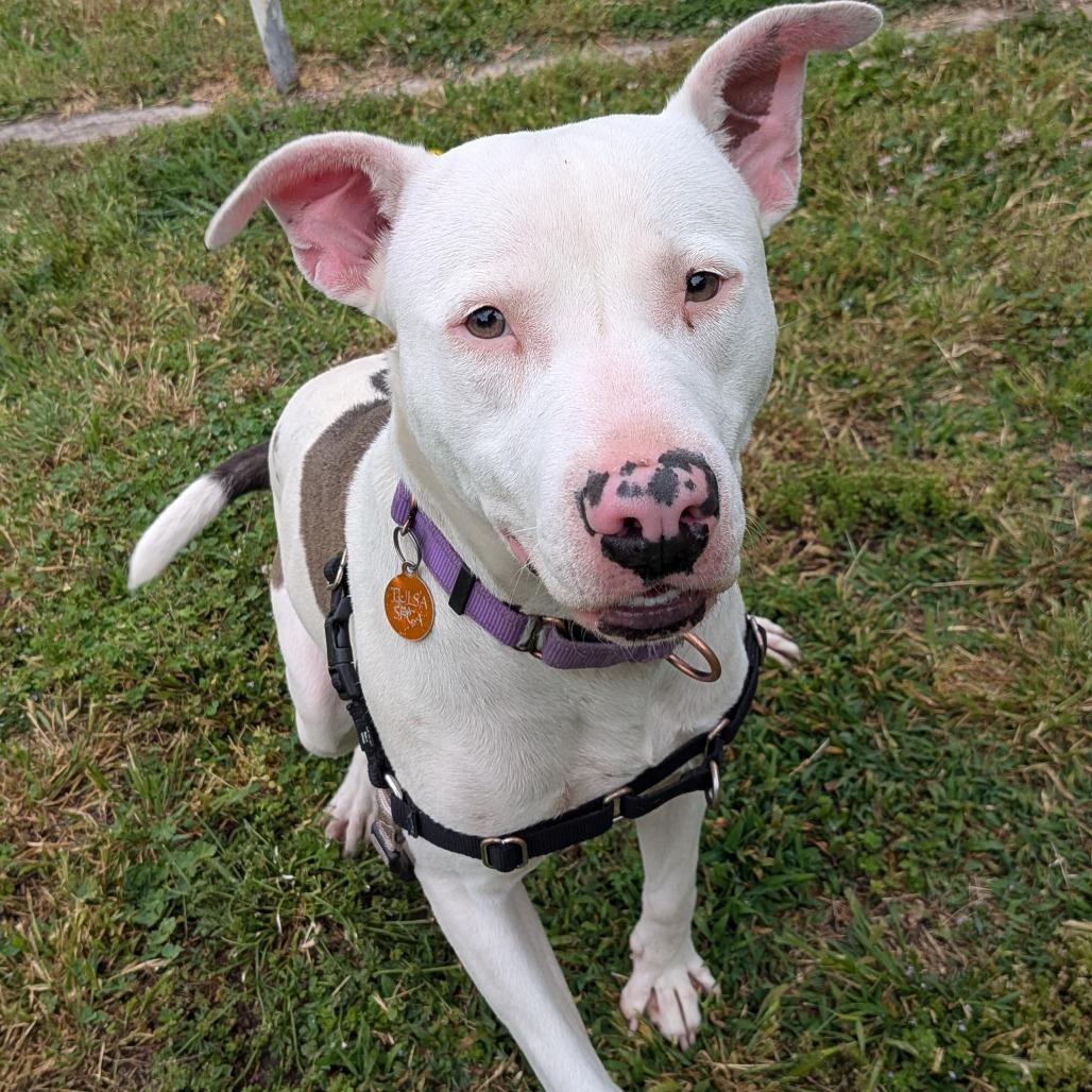 Enlarge Delilah, a Adoptable Pit Bull Terrier in Tulsa, OK image 3/6