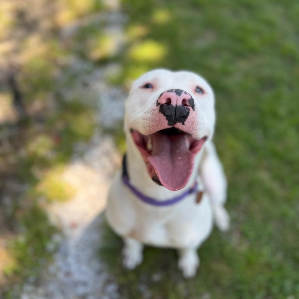 Enlarge Delilah, a Adoptable Pit Bull Terrier in Tulsa, OK image 4/6