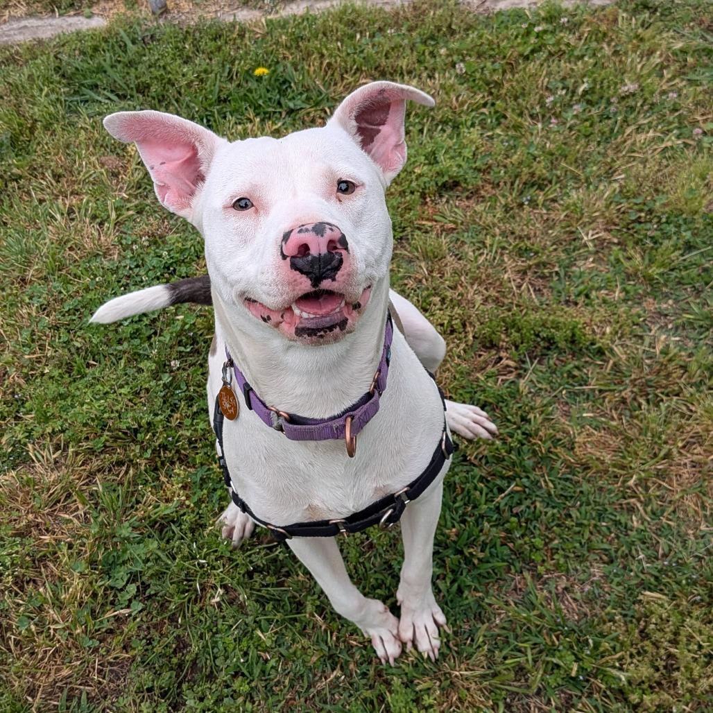 Enlarge Delilah, a Adoptable Pit Bull Terrier in Tulsa, OK image 5/6