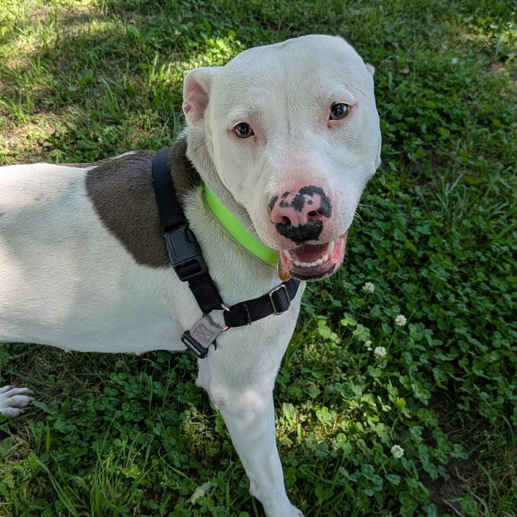 Enlarge Delilah, a Adoptable Pit Bull Terrier in Tulsa, OK image 6/6