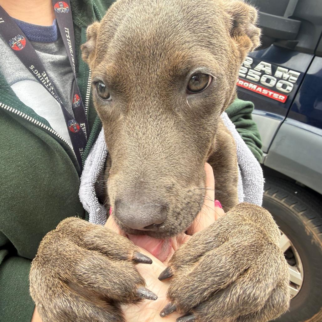 Rose, Adoptable, Young Female Mixed Breed.