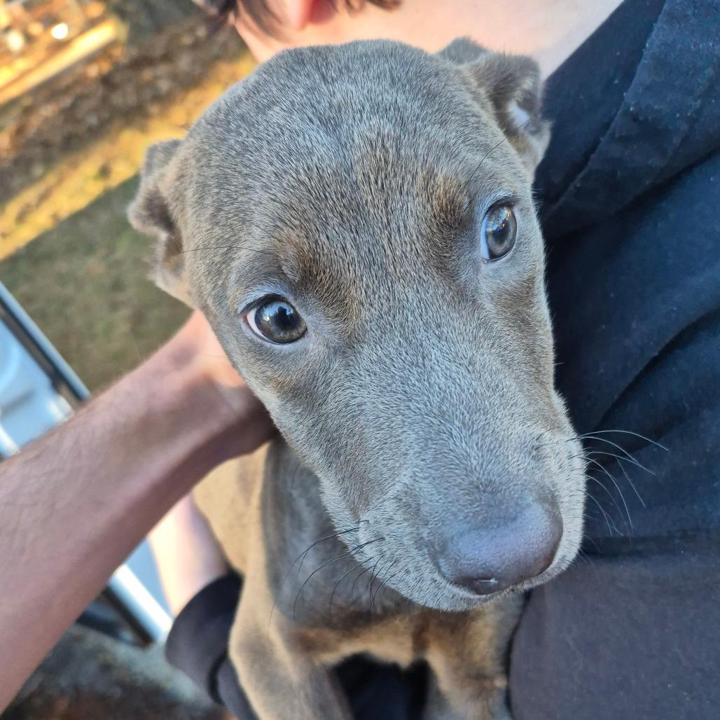 Enlarge Rose, a Adoptable Mixed Breed in Hamilton, GA image 3/6