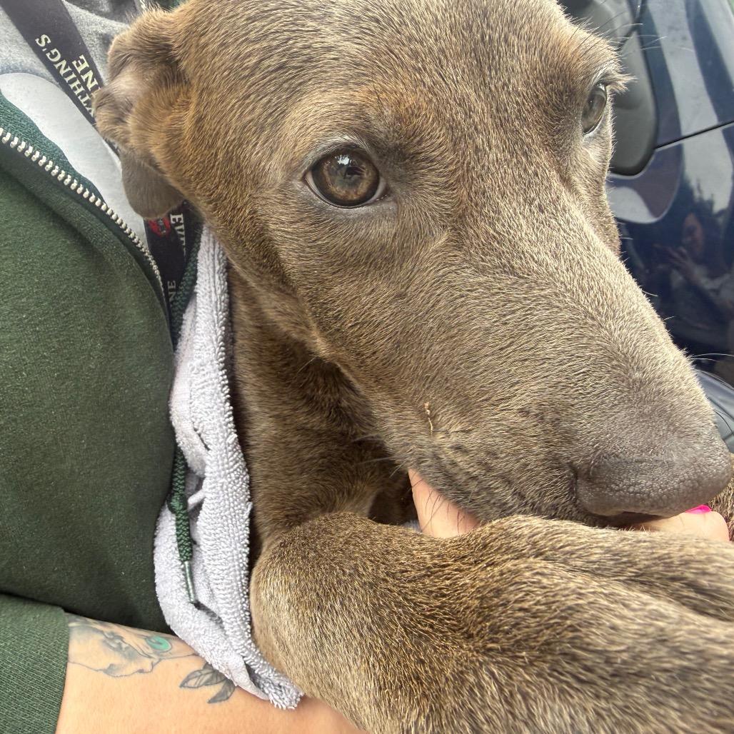 Enlarge Rose, a Adoptable Mixed Breed in Hamilton, GA image 4/6