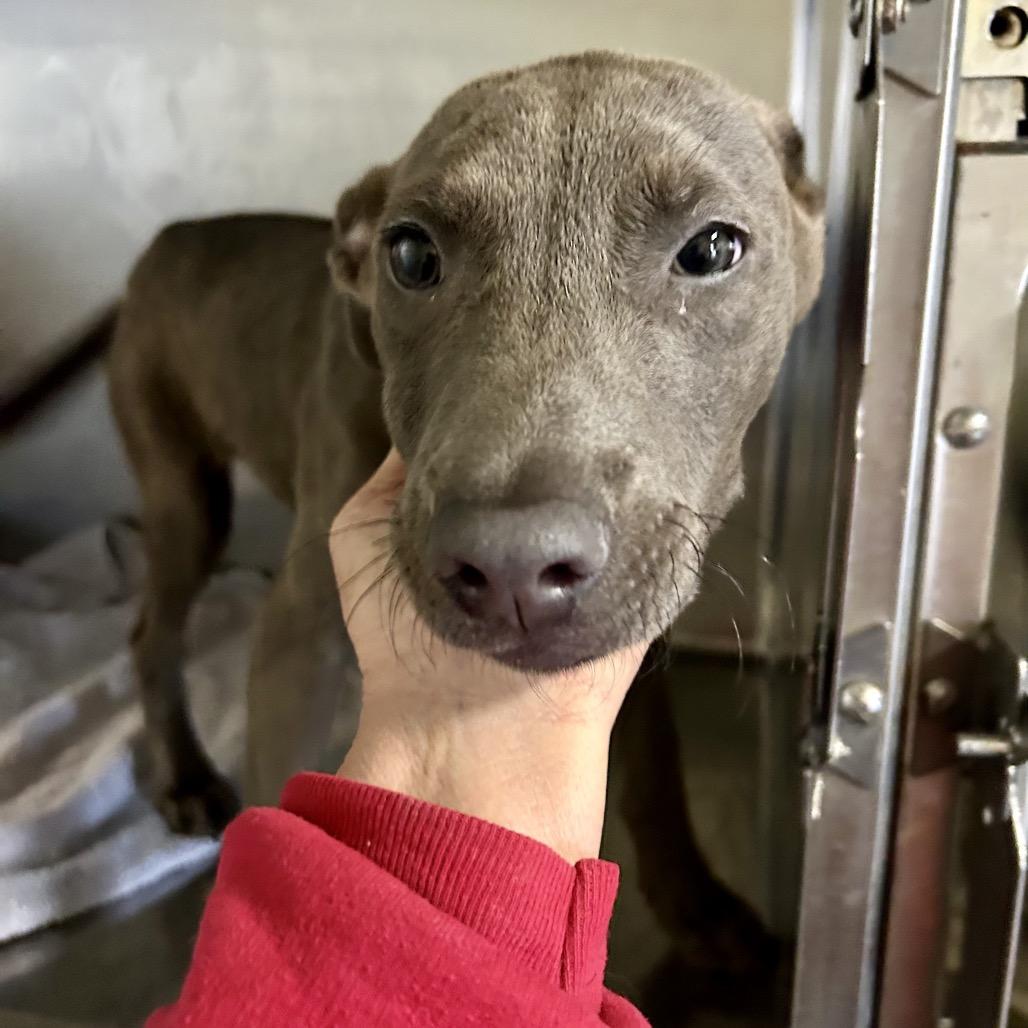 Enlarge Rose, a Adoptable Mixed Breed in Hamilton, GA image 5/6