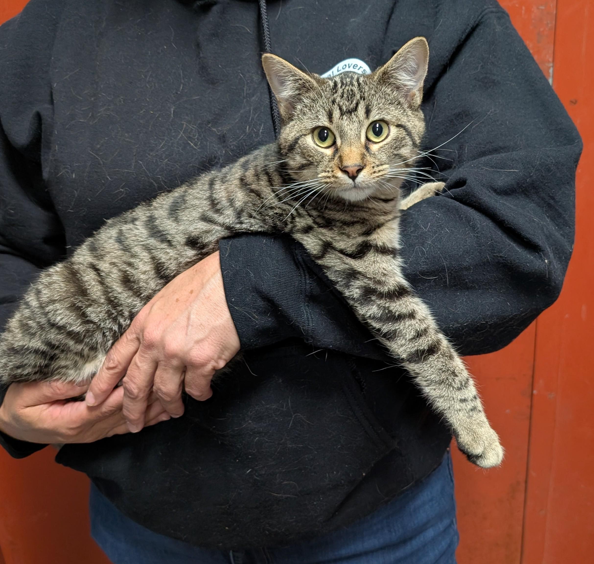 Travis, Adoptable, Kitten Male Domestic Short Hair.