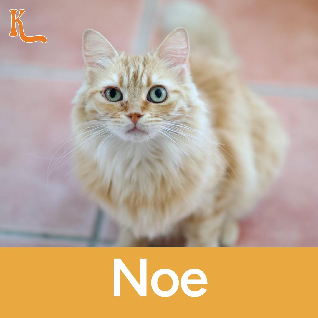 Noe