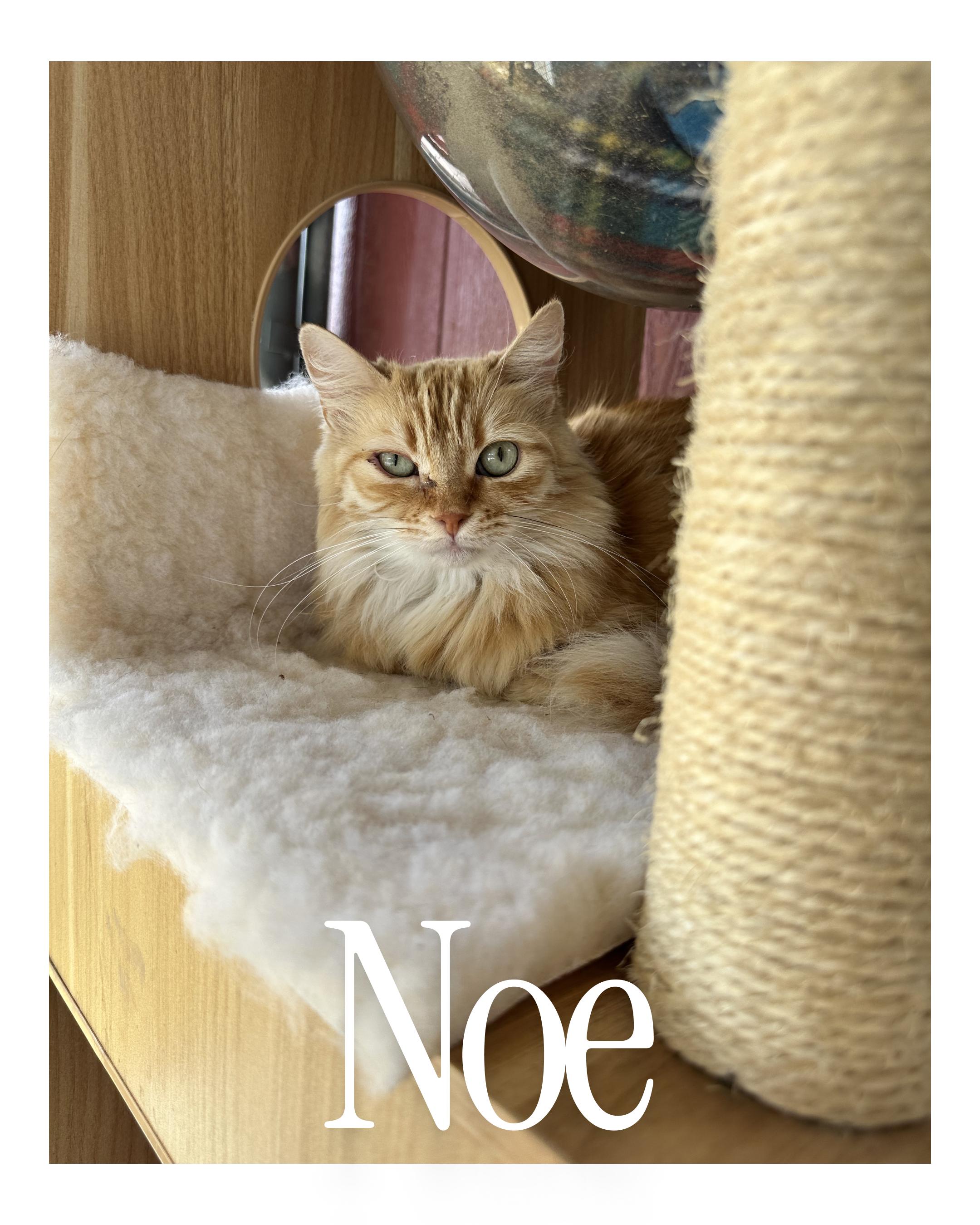 Noe