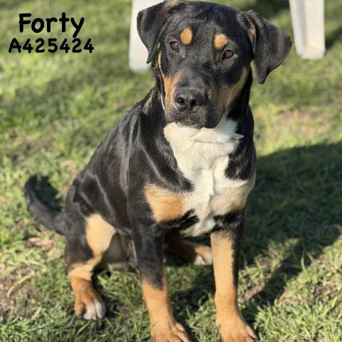 FORTY — thumbnail 2