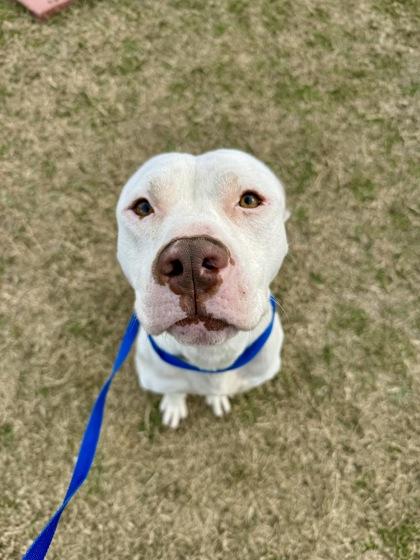 Julius — thumbnail 3