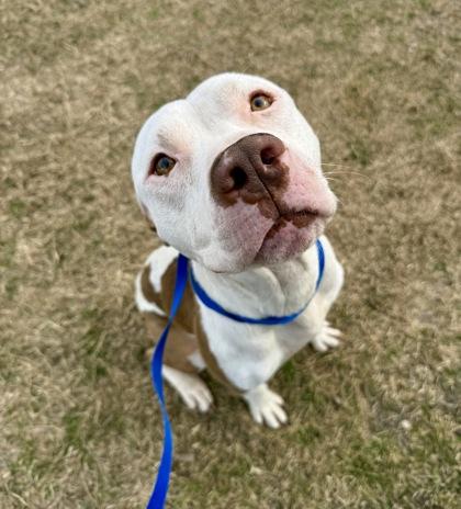 Julius — thumbnail 5