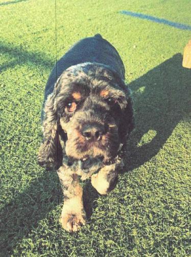 Luna ((COURTESY POST)), adopted, Adult Female Cocker Spaniel.