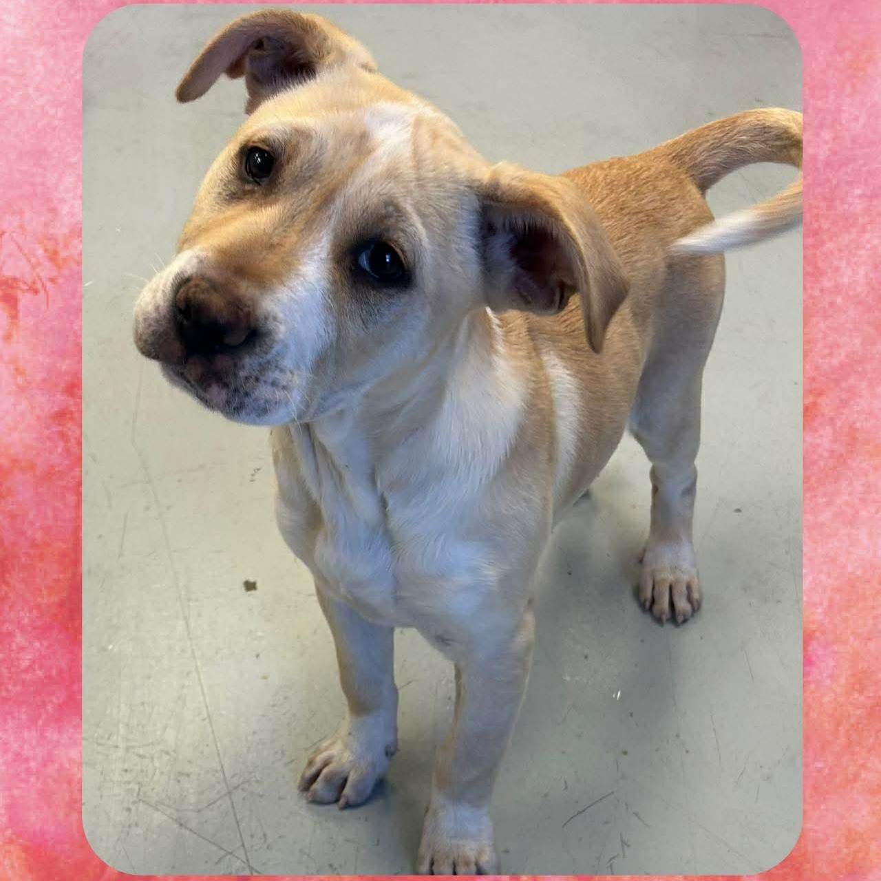 Enlarge Maeve, an adopted Mixed Breed in Yaphank, NY image 1/1