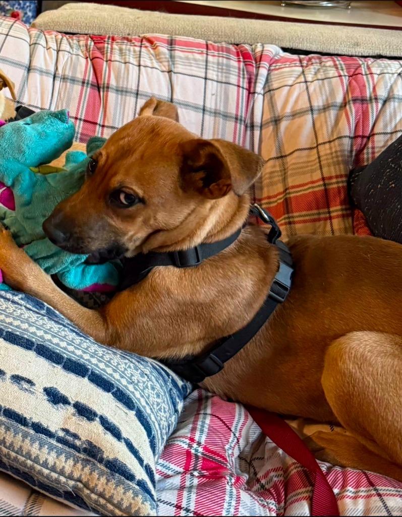 Jon Snow, Adoptable, Young Male Black Mouth Cur & Mixed Breed.