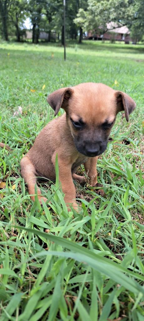 Enlarge Jon Snow, a Adoptable mixed breed in Fayetteville, TN image 2/2