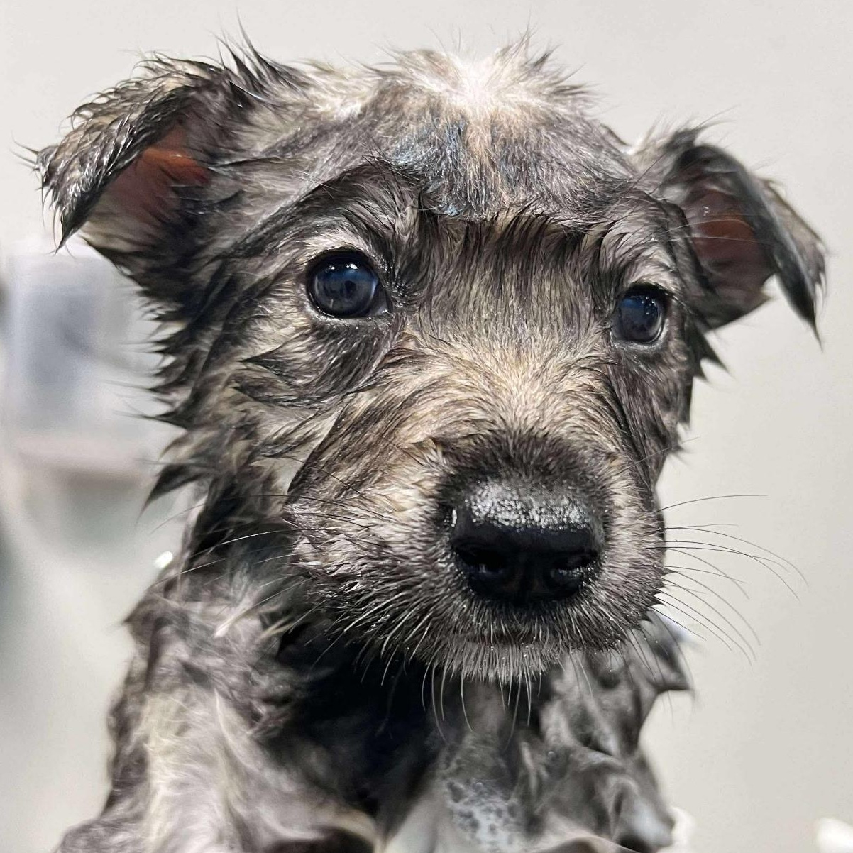 Enlarge SASHA, an adopted mixed breed in Murrieta, CA image 2/3