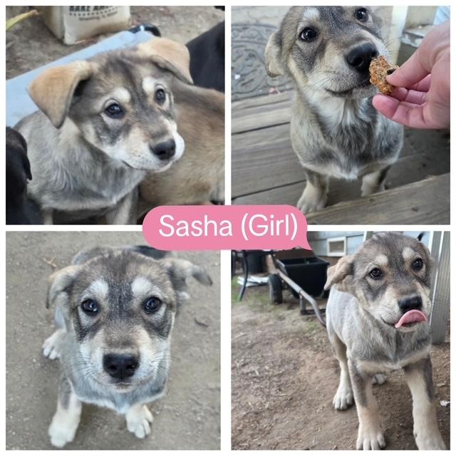 Enlarge SASHA, an adopted mixed breed in Murrieta, CA image 1/3