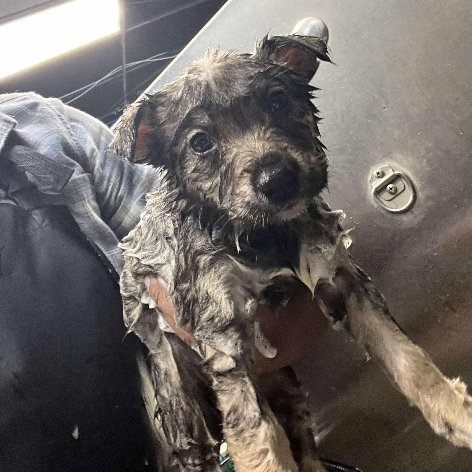 Enlarge SASHA, an adopted mixed breed in Murrieta, CA image 3/3