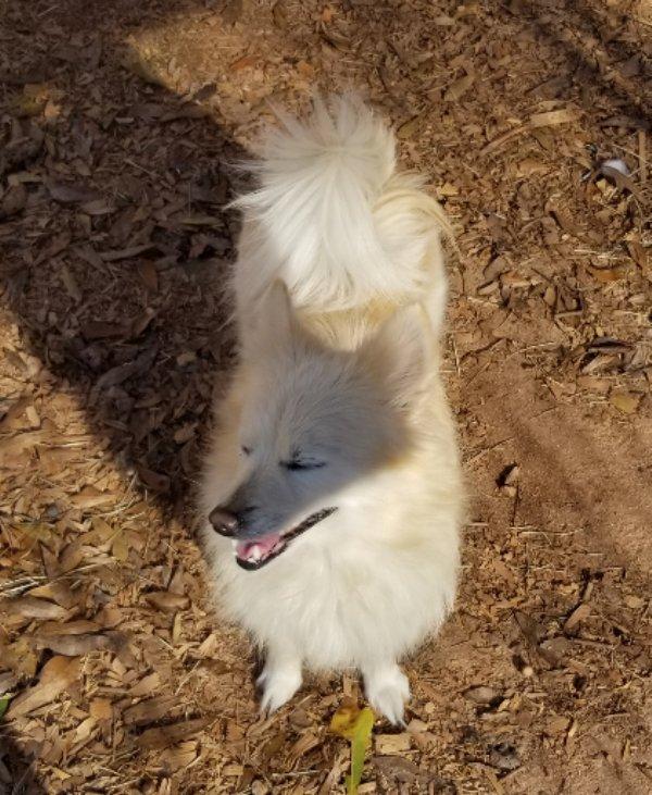 Enlarge Flurry, an adopted mixed breed in Greensboro, GA image 6/6