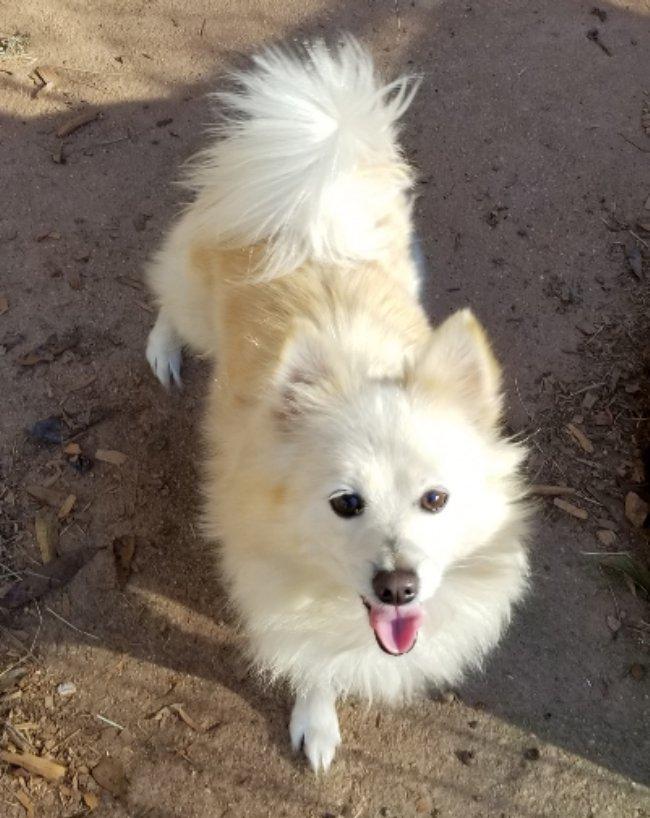 Enlarge Flurry, an adopted mixed breed in Greensboro, GA image 1/6