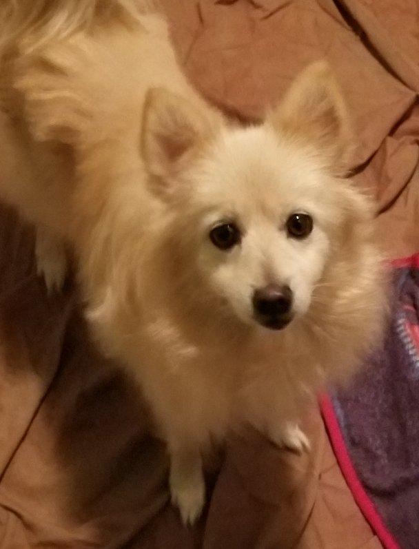 Enlarge Flurry, an adopted mixed breed in Greensboro, GA image 4/6