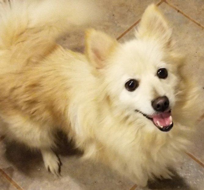 Enlarge Flurry, an adopted mixed breed in Greensboro, GA image 2/6