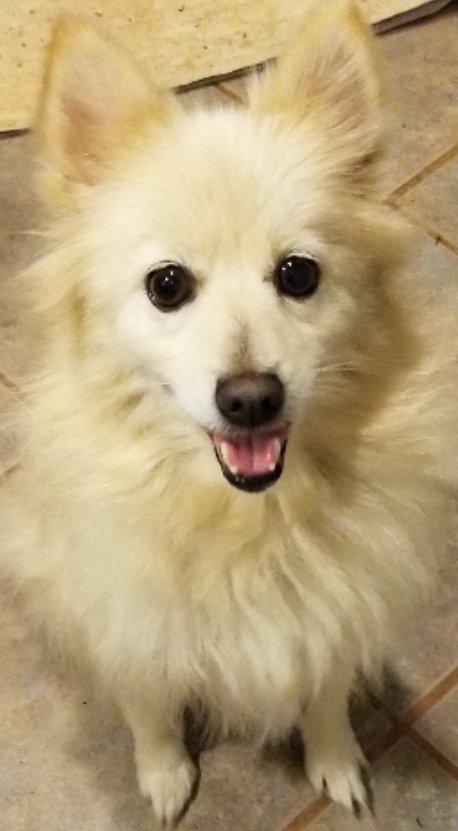 Enlarge Flurry, an adopted mixed breed in Greensboro, GA image 3/6