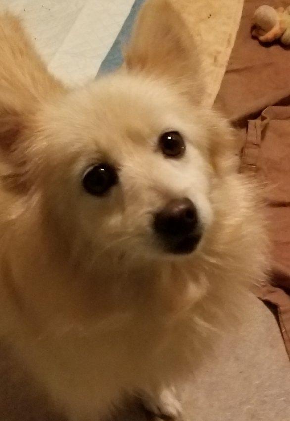 Enlarge Flurry, an adopted mixed breed in Greensboro, GA image 5/6