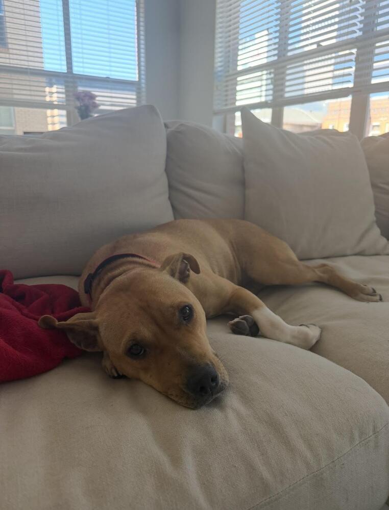 Enlarge Sunni, a Adoptable mixed breed in Denver, CO image 1/5