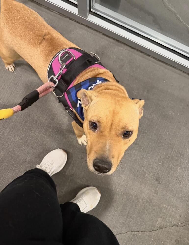 Enlarge Sunni, a Adoptable mixed breed in Denver, CO image 4/5