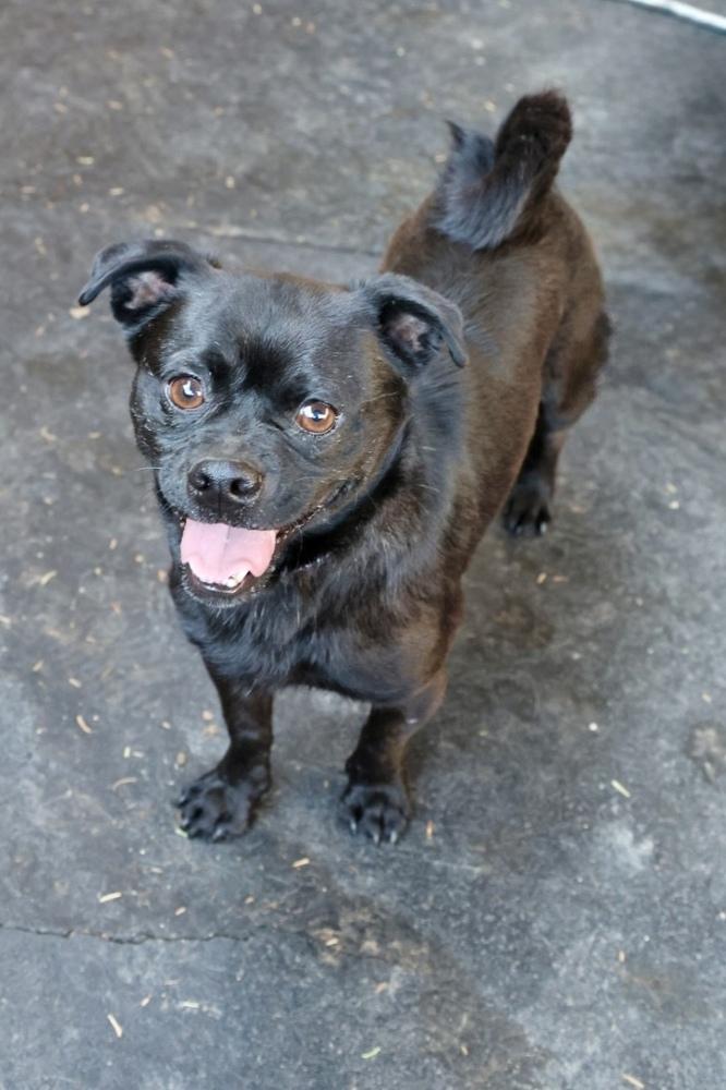 Roberto, Adoptable, Adult Male Pug.