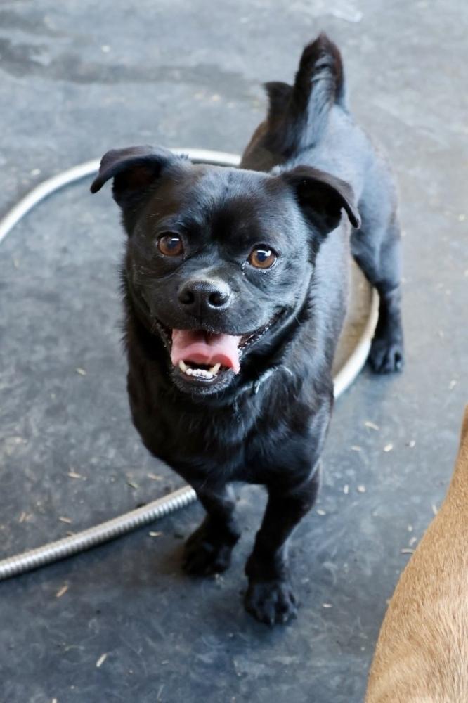 Roberto, a Adoptable mixed breed in TUCSON, AZ image 2/2
