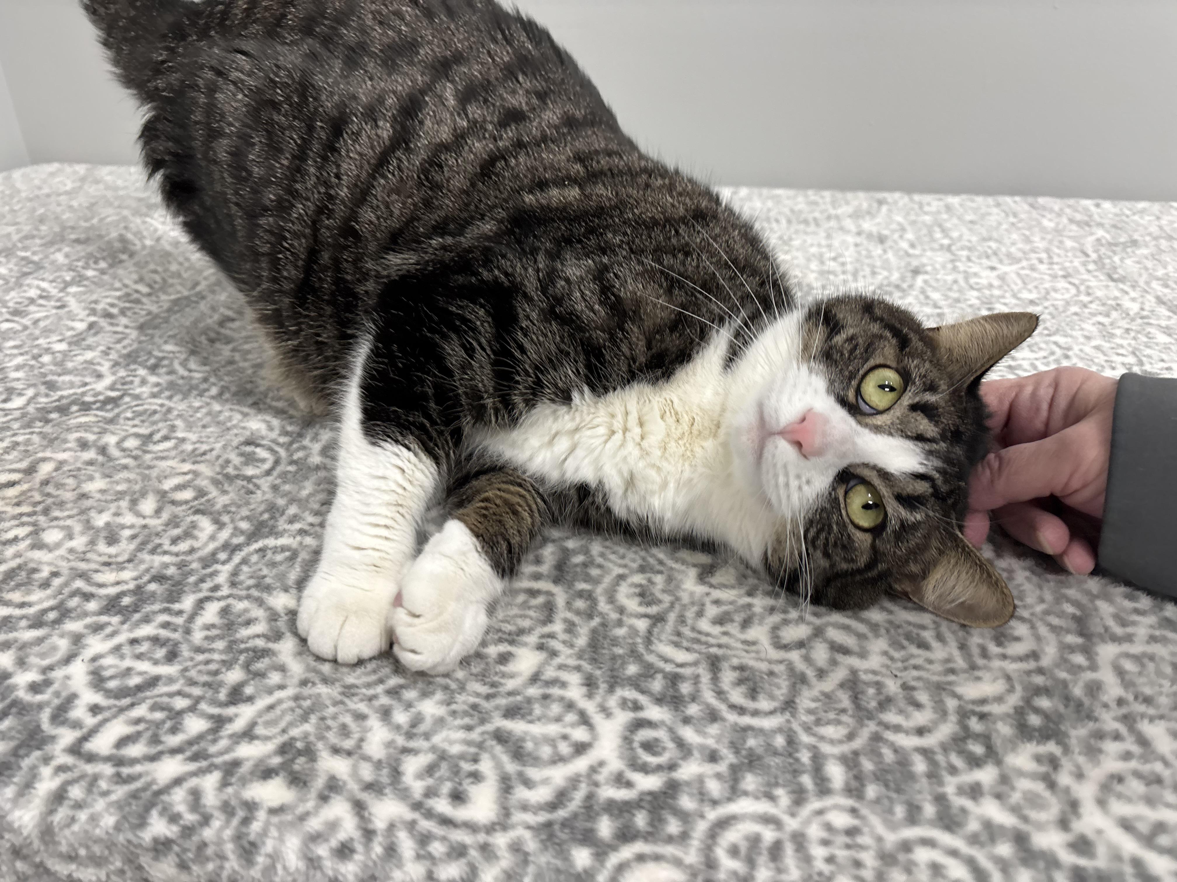 Enlarge Briar, a Adoptable Domestic Short Hair in Frankfort, IN image 4/6