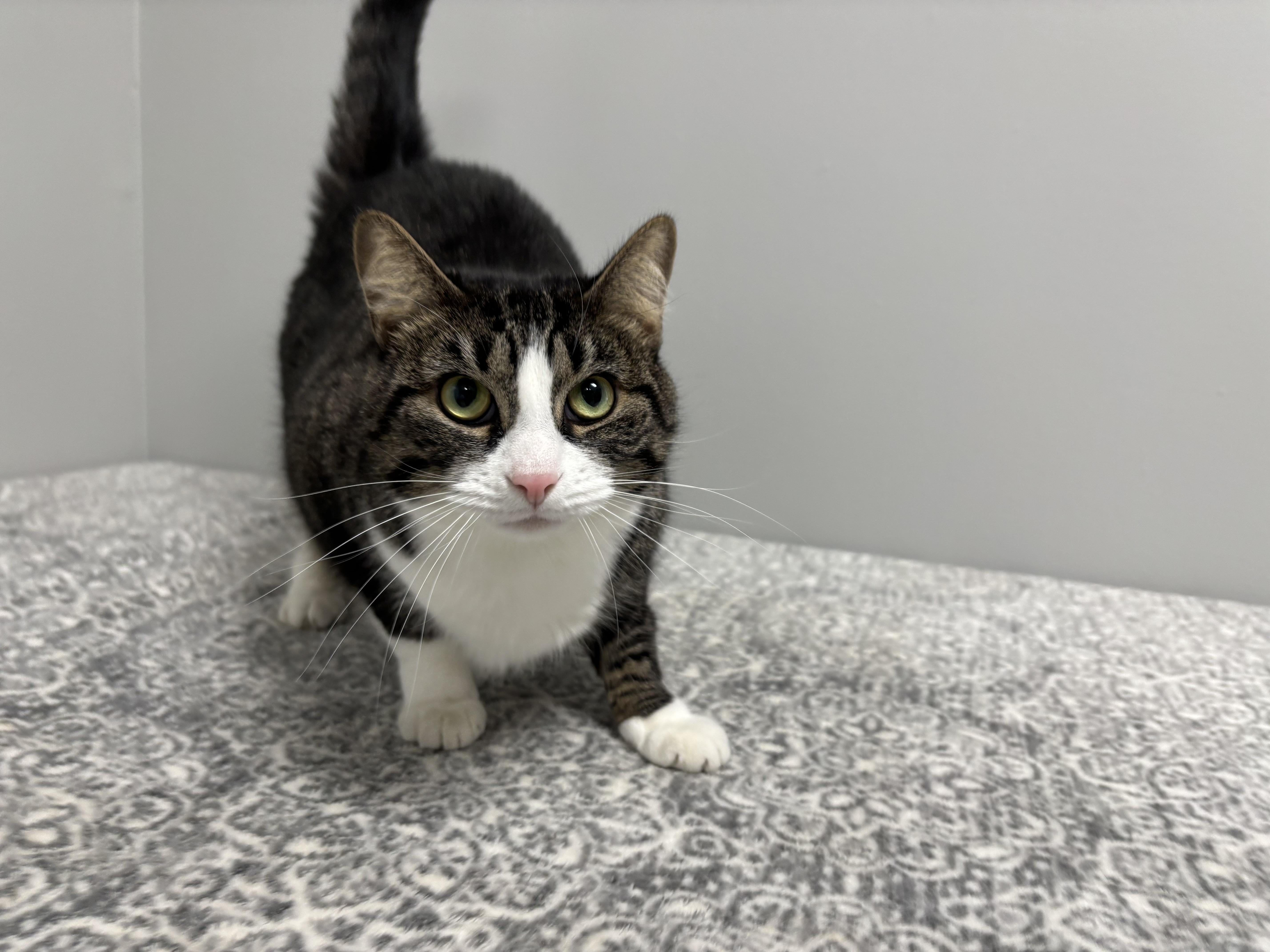 Enlarge Briar, a Adoptable Domestic Short Hair in Frankfort, IN image 5/6