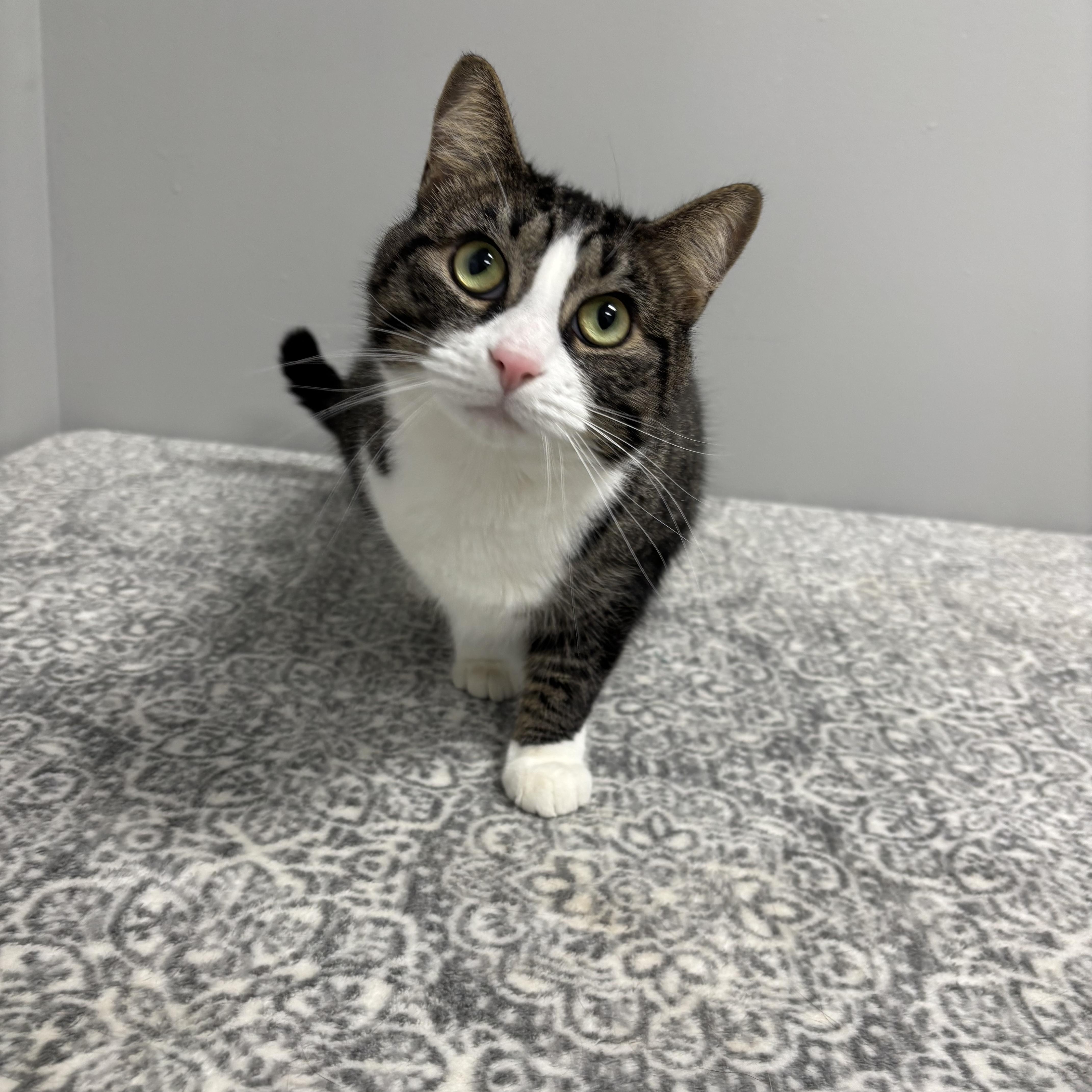 Enlarge Briar, a Adoptable Domestic Short Hair in Frankfort, IN image 1/6